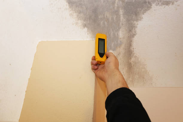 Best Black Mold Removal  in Bemiss, GA