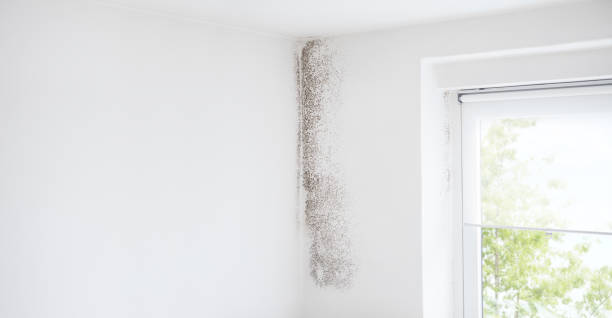 Best Biohazard Mold Removal  in Bemiss, GA