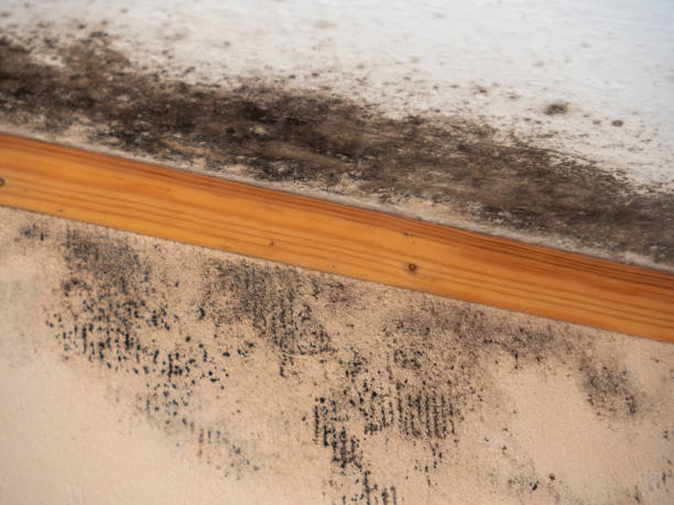  Bemiss, GA Mold Removal Pros