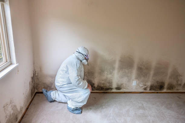 Mold Documentation for Insurance Claims in Bemiss, GA