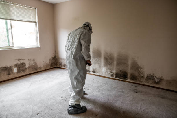 Best Basement Mold Removal  in Bemiss, GA