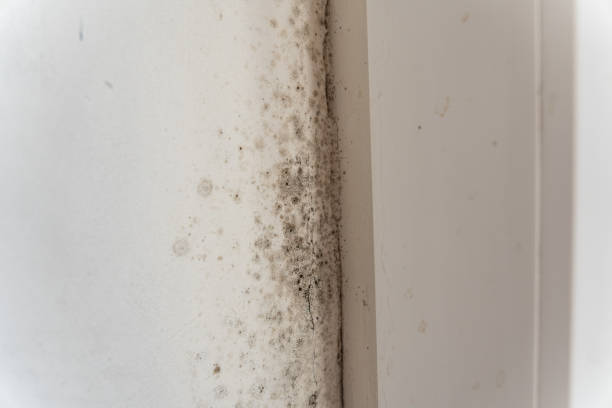 Best Mold Prevention Services  in Bemiss, GA