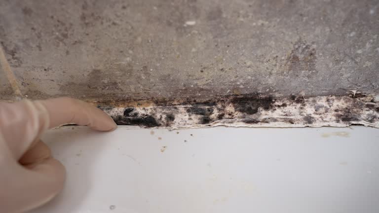 Best Crawl Space Mold Remediation  in Bemiss, GA